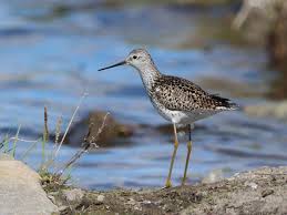 Attēlu rezultāti vaicājumam “Tringa stagnatilis adult”