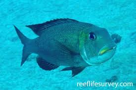 Image result for Monotaxis grandoculis