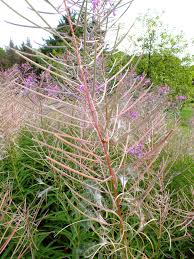 Attēlu rezultāti vaicājumam “Epilobium angustifolium fruit”