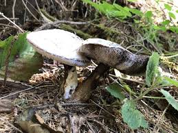 Attēlu rezultāti vaicājumam “Hypomyces chrysospermus”