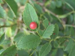 Attēlu rezultāti vaicājumam “Diplolepis eglanteriae”