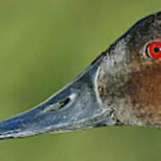 Image result for Aythya valisineria