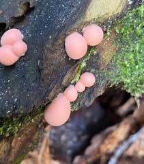 Attēlu rezultāti vaicājumam “Lycogala epidendrum aggr. plasmodium”