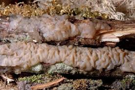 Attēlu rezultāti vaicājumam “Exidia thuretiana”