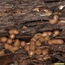 Attēlu rezultāti vaicājumam “Trichia contorta”