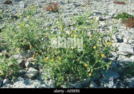 Attēlu rezultāti vaicājumam “Senecio viscosus fruit”