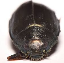 Attēlu rezultāti vaicājumam “Gyrinidae”