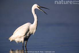 Image result for Egretta garzetta