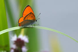 Attēlu rezultāti vaicājumam “Lycaena dispar underside”