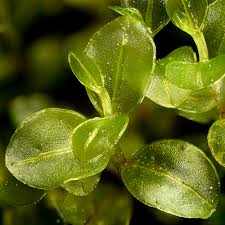 Attēlu rezultāti vaicājumam “Rhizomnium punctatum sporophyte”