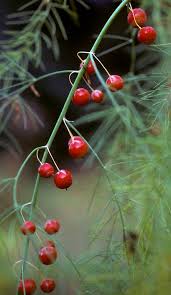 Attēlu rezultāti vaicājumam “Asparagus officinalis fruit”