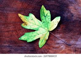 Attēlu rezultāti vaicājumam “Acer campestre leaf”