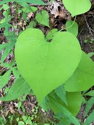 Attēlu rezultāti vaicājumam “Aristolochia durior leaf”