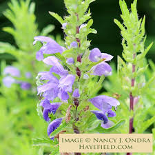 Image result for Dracocephalum moldavicum