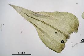 Attēlu rezultāti vaicājumam “Eurhynchium striatum”