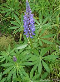 Attēlu rezultāti vaicājumam “Lupinus polyphyllus leaf”