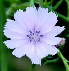 Attēlu rezultāti vaicājumam “Cichorium intybus flower”