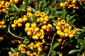 Attēlu rezultāti vaicājumam “Sorbus aucuparia fruit”
