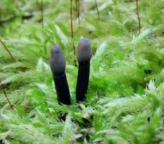 Attēlu rezultāti vaicājumam “Holwaya mucida”