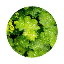 Image result for Alchemilla vulgaris