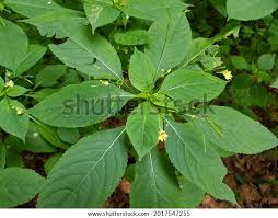 Attēlu rezultāti vaicājumam “Impatiens parviflora leaf”
