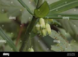 Attēlu rezultāti vaicājumam “Polygonatum verticillatum bud”