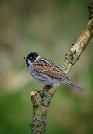 Attēlu rezultāti vaicājumam “Emberiza schoeniclus eggs”