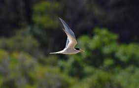 Attēlu rezultāti vaicājumam “Sternula albifrons”