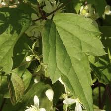 Attēlu rezultāti vaicājumam “Clematis leaf”