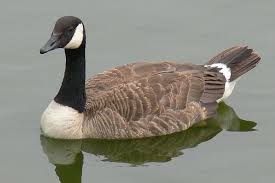 Attēlu rezultāti vaicājumam “Branta canadensis”