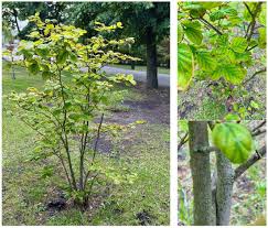Attēlu rezultāti vaicājumam “Hamamelis virginiana”