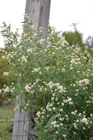 Image result for Aster lanceolatus