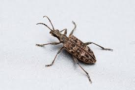 Attēlu rezultāti vaicājumam “Rhagium mordax”