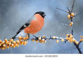 Attēlu rezultāti vaicājumam “Pyrrhula pyrrhula male”