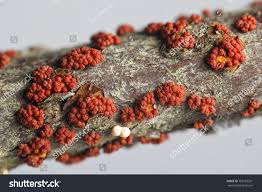 Attēlu rezultāti vaicājumam “Nectria cinnabarina”