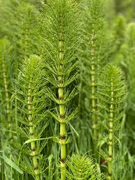 Attēlu rezultāti vaicājumam “Equisetum telmateia”