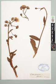 Attēlu rezultāti vaicājumam “Crepis paludosa”