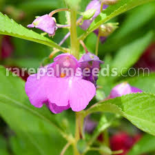 Image result for Impatiens balsamina