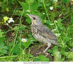 Attēlu rezultāti vaicājumam “Turdus pilaris juvenile”