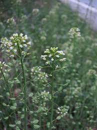 Attēlu rezultāti vaicājumam “Capsella bursa-pastoris leaf”