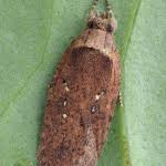 Attēlu rezultāti vaicājumam “Agonopterix ciliella”