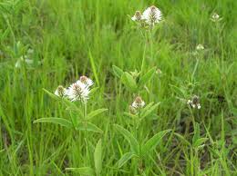 Attēlu rezultāti vaicājumam “Trifolium montanum fruit”