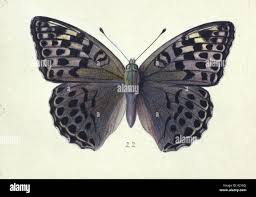 Attēlu rezultāti vaicājumam “Argynnis paphia female”