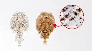 Attēlu rezultāti vaicājumam “Licea chelonoides spores”