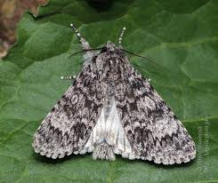 Attēlu rezultāti vaicājumam “Acronicta megacephala larva”