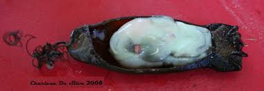 Image result for Haploblepharus edwardsii