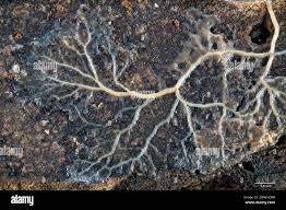 Attēlu rezultāti vaicājumam “Amaurochaete atra young”