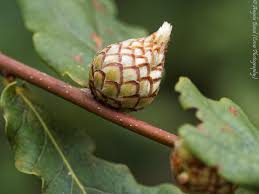 Attēlu rezultāti vaicājumam “Andricus foecundatrix”