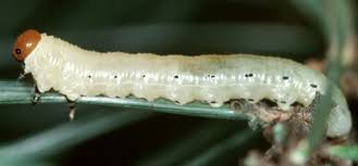 Attēlu rezultāti vaicājumam “Diprion pini female”