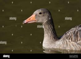 Attēlu rezultāti vaicājumam “Anser anser juvenile”